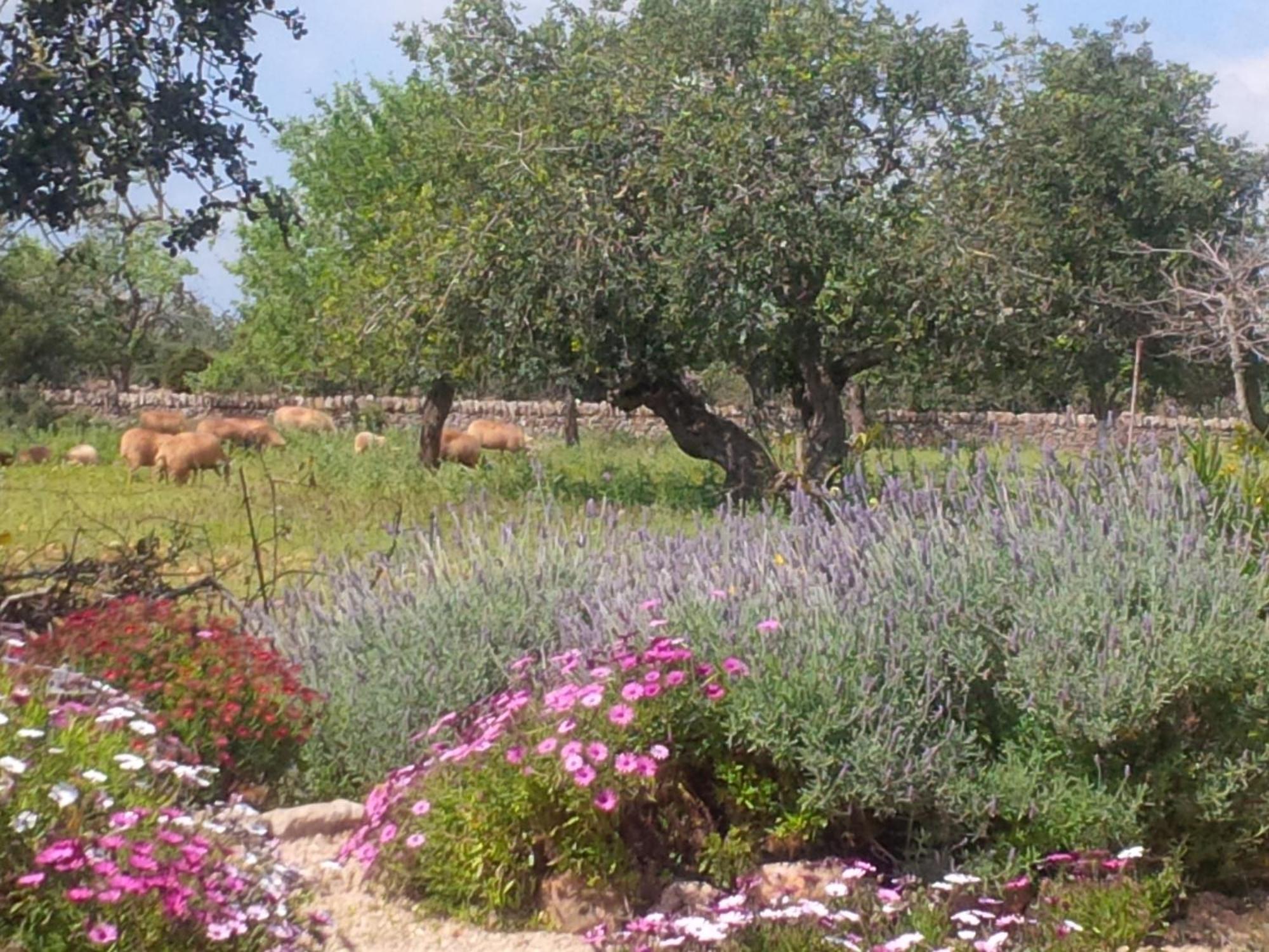 Finca Son Marimon (Adults Only) Santanyi Ngoại thất bức ảnh