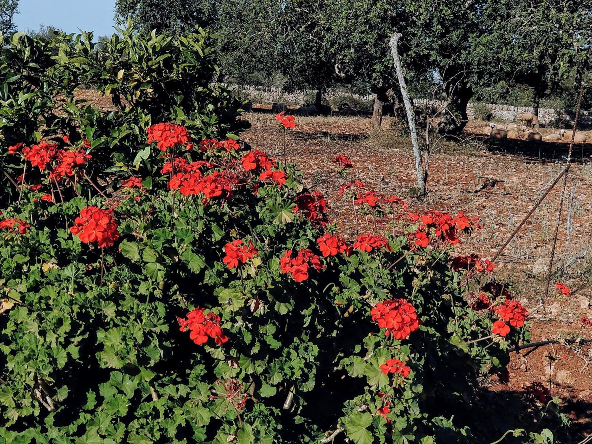Finca Son Marimon (Adults Only) Santanyi Ngoại thất bức ảnh